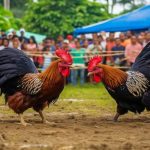 Cockfighting Derby in the Philippines Today Popular Traditional Sport